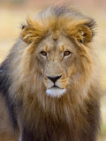 Male Lion at Africat Project, Namibia Photographie par Joe Restuccia III