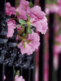 Charleston, South Carolina, USA Photographic Print by Adam Jones