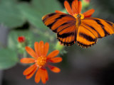 Acraea at Butterfly World, Florida, USA Photographic Print by Michele Westmorland