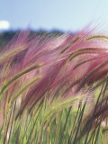 Wild Barley Photographic Print by Michele Westmorland