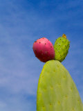 Cactus in the Desert, Peru Photographie par Keren Su