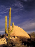 Cardon Cactus, Catavina Desert National Reserve, Baja del Norte, Mexico Photographic Print by Gavriel Jecan