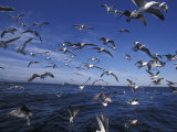 Kelp Gulls, South Africa Photographic Print by Stuart Westmoreland