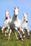 Tre som springer (Three Running) Bilder av Bob Langrish Tre som springer (Three Running) Bilder av Bob Langrish