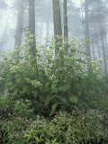 Snakeroot and Asters, Great Smoky Mountains National Park, Tennessee, USA Photographic Print by Adam Jones