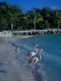 Sonesta Island, Aruba, Caribbean Photographic Print by Robin Hill