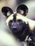 Wild Dog Photographic Print by Adam Jones