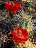 Claret Cup Cactus, Monument Canyon, Colorado National Monument, Colorado, USA Photographic Print by Jerry & Marcy Monkman