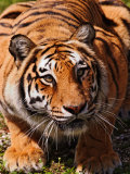 Bengal Tiger Photographic Print by Adam Jones