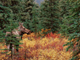 Female Moose in Denali National Park, Alaska, USA Lámina fotográfica por Dee Ann Pederson