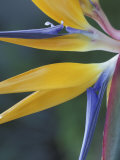 Bird of Paradise, Hana, Maui, Hawaii, USA Lámina fotográfica por John & Lisa Merrill Bird of Paradise, Hana, Maui, Hawaii, USA Lámina fotográfica por John & Lisa Merrill