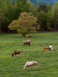 Horses Grazing in Meadow, Cades Cove, Great Smoky Mountains National Park, Tennessee, USA Photographic Print by Adam Jones