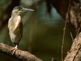 Little Heron in Bandhavgarh National Park, India Lámina fotográfica por Dee Ann Pederson