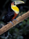 Red Bellied Toucan, Iguasuu Falls, Brazil Photographic Print by Darrell Gulin