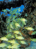 Schooling Bluestriped Grunts, Bahamas, Caribbean Fotografie-Druck von Stuart Westmoreland