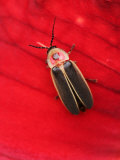 Firefly, Pyralis, Photographic Print