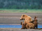 Brown Bear Sow with Cubs, Alaska Peninsula, Katmai National Park, Alaska, USA Photographic Print by Dee Ann Pederson
