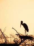 Painted Stork in Bandhavgarh National Park, India Lámina fotográfica por Dee Ann Pederson
