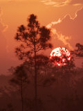 Pines Silhouetted at Sunrise, Everglades National Park, Florida, USA Photographic Print by Adam Jones