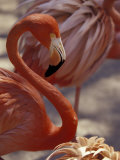 Pink Flamingo in Ardastra Gardens and Zoo, Bahamas, Caribbean Photographic Print by Greg Johnston