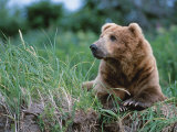 Male Brown Bear, Alaska Peninsula, Katmai National Park, Alaska, USA Lámina fotográfica por Dee Ann Pederson