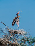 Painted Stork in Bandhavgarh National Park, India Lámina fotográfica por Dee Ann Pederson