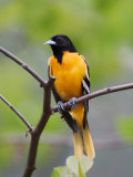 Male Baltimore Oriole Photographie par Adam Jones