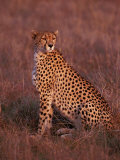 Cheetah, Masai Mara, Kenya Photographic Print by Dee Ann Pederson