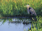 Great Blue Heron in Taylor Slough, Everglades, Florida, USA Photographic Print by Adam Jones Great Blue Heron in Taylor Slough, Everglades, Florida, USA Photographic Print by Adam Jones