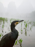Cormorant by the Li River, China Lámina fotográfica por Keren Su Cormorant by the Li River, China Lámina fotográfica por Keren Su