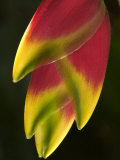 Heliconia at Foster Botanical Garden, Honolulu, Hawaii, USA Fotografisk trykk av Bruce Behnke