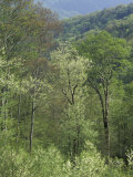 Early Spring Foliage, Great Smoky Mountains National Park, Tennessee, USA Photographic Print by Adam Jones