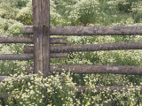 Wild Chamomile Around Log Fence, Colorado, USA Photographic Print by Adam Jones