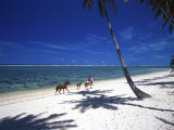 Horses on Beach, Tambua Sands Resort, Coral Coast, Fiji Photographic Print by David Wall
