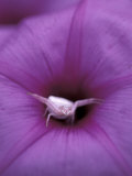 Crab Spider on Flower, Gombe National Park, Tanzania 写真プリント - クリスティン・Mosher