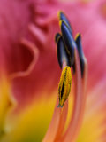 Daylily, Savannah, Georgia, USA Photographic Print by Joanne Wells