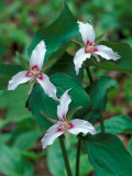 Painted Trillium, Waterville Valley, White Mountain National Forest, New Hampshire, USA Photographic Print by Jerry & Marcy Monkman