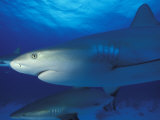Caribbean Reef Shark, Bahamas Photographic Print by Michele Westmorland