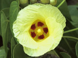 Yellow Flower Bloom on Tree, Cayman Islands Photographic Print by Georgienne Bradley