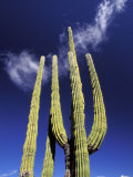 Saguaro Cactus, Catavina Desert National Reserve, Baja del Norte, Mexico Photographic Print by Gavriel Jecan