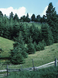 Trees in a Field with a Fence Charlevoix Photographic Print