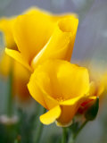Poppies, Antelope Valley, California, USA Photographic Print by Terry Eggers
