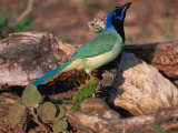 Green Jay, Texas, USA Lámina fotográfica por Dee Ann Pederson