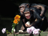 Susana and Gombe Photographic Print