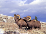 Bighorn Rams on Grassy Slope, Whiskey Mountain, Wyoming, USA Photographic Print by Howie Garber
