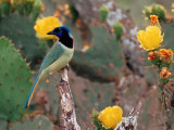 Green Jay, Texas, USA Lámina fotográfica por Dee Ann Pederson
