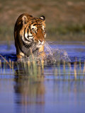 Captive Bengal Tiger, India Photographic Print by Stuart Westmoreland