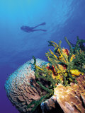 Scuba Diver Near Coral Wall, Bahamas Fotografie-Druck von Shirley Vanderbilt