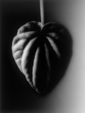 Single Leaf Photographic Print by Joseph Hancock