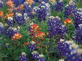 Paintbrush and Bluebonnets, Texas, USA Lámina fotográfica por Dee Ann Pederson Paintbrush and Bluebonnets, Texas, USA Lámina fotográfica por Dee Ann Pederson